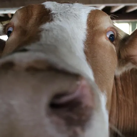 Hofgut Schwoererhof Titisee-Neustadt