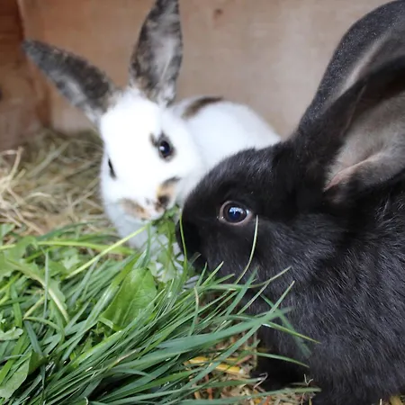 Appartamento Hofgut Schwoererhof Titisee-Neustadt